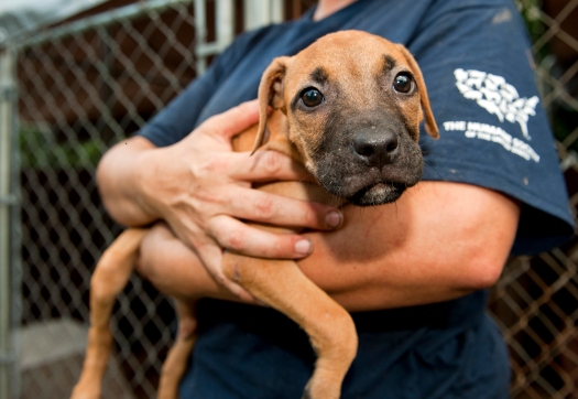 NC Dogfighting Rescue